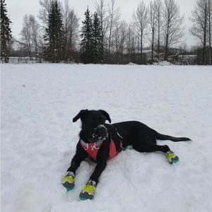 Meet your Posher, Tanner